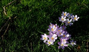 Preview wallpaper flowers, grass, small