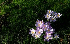 Preview wallpaper flowers, grass, small