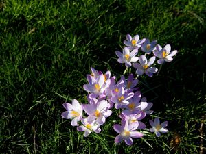 Preview wallpaper flowers, grass, small