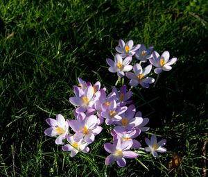 Preview wallpaper flowers, grass, small