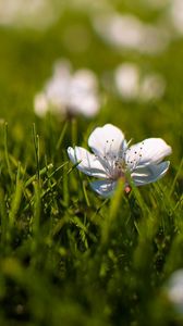 Preview wallpaper flowers, grass, small