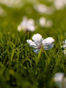 Preview wallpaper flowers, grass, small