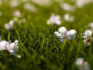 Preview wallpaper flowers, grass, small