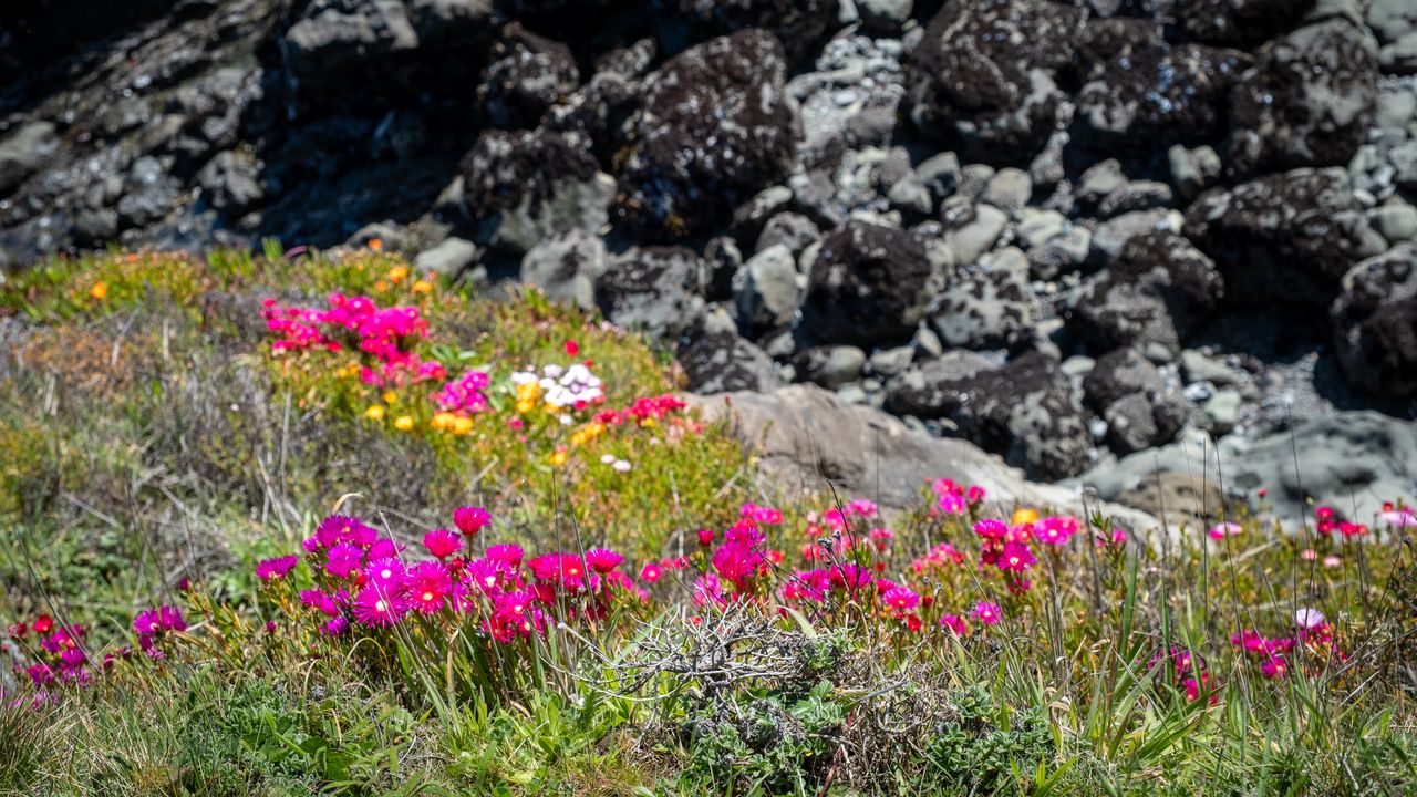 Wallpaper flowers, grass, stones, nature