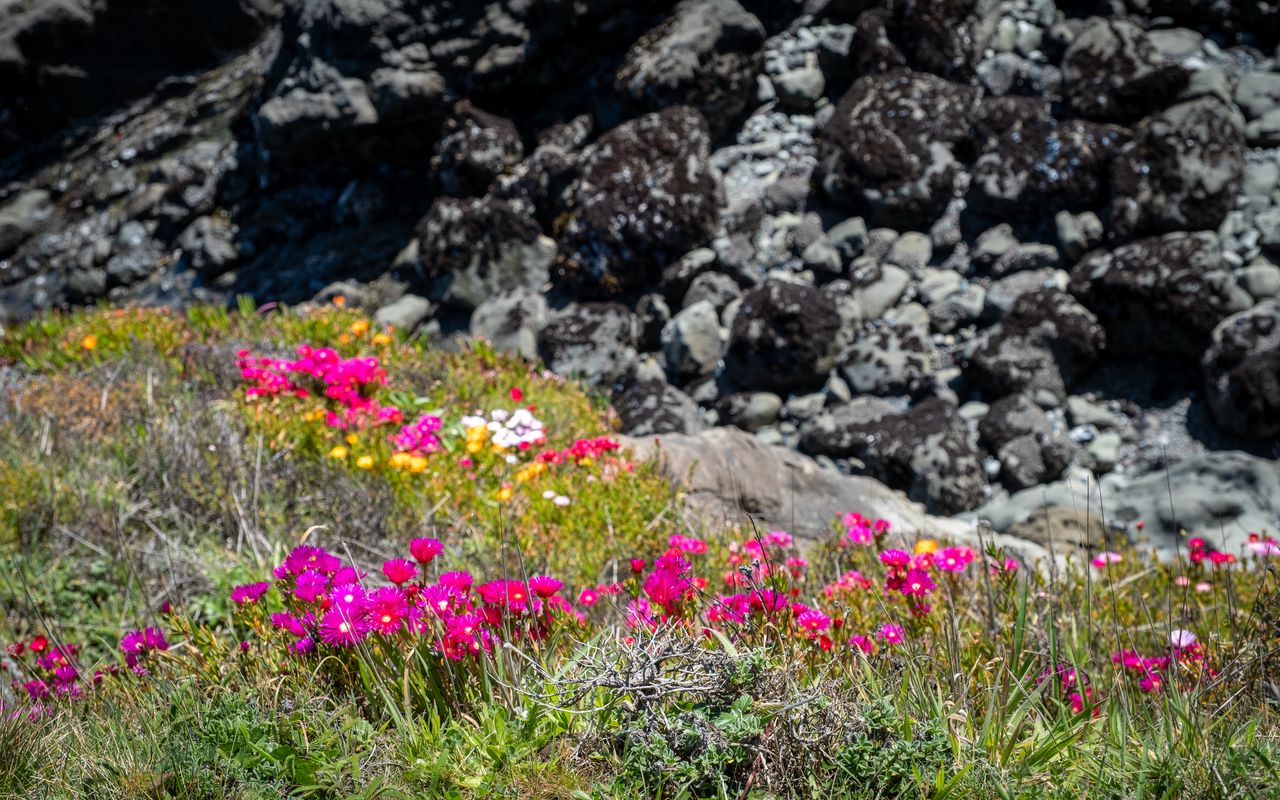 1280x800 Wallpaper flowers, grass, stones, nature