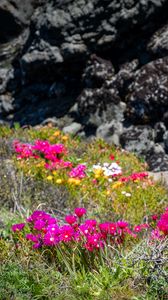 Preview wallpaper flowers, grass, stones, nature