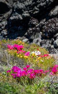 Preview wallpaper flowers, grass, stones, nature