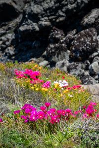 Preview wallpaper flowers, grass, stones, nature