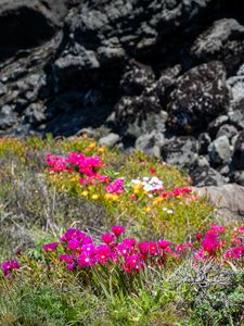 Preview wallpaper flowers, grass, stones, nature