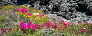 Preview wallpaper flowers, grass, stones, nature
