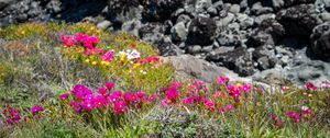 Preview wallpaper flowers, grass, stones, nature