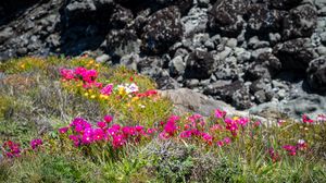 Preview wallpaper flowers, grass, stones, nature