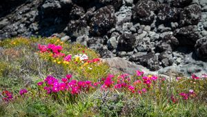 Preview wallpaper flowers, grass, stones, nature