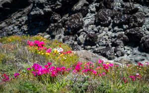 Preview wallpaper flowers, grass, stones, nature
