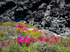 Preview wallpaper flowers, grass, stones, nature