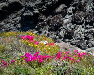 Preview wallpaper flowers, grass, stones, nature