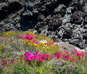 Preview wallpaper flowers, grass, stones, nature