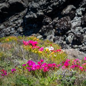 Preview wallpaper flowers, grass, stones, nature