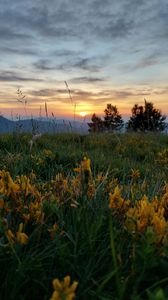 Preview wallpaper flowers, grass, trees, hills, nature