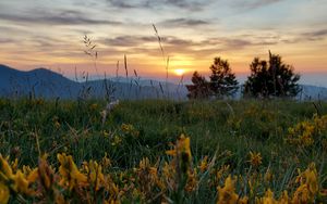 Wallpaper trees, grass, flowers, sun, sunset hd, picture, image
