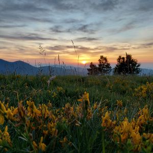 Preview wallpaper flowers, grass, trees, hills, nature