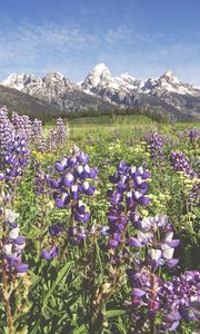 Preview wallpaper flowers, grass, valley, mountains, landscape