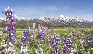 Preview wallpaper flowers, grass, valley, mountains, landscape