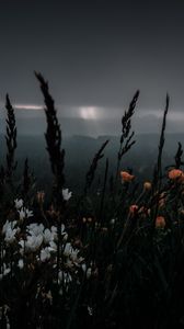 Preview wallpaper flowers, grass, wildlife, plants, dark