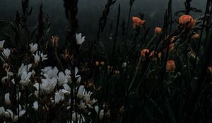 Preview wallpaper flowers, grass, wildlife, plants, dark