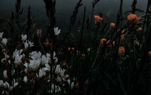 Preview wallpaper flowers, grass, wildlife, plants, dark