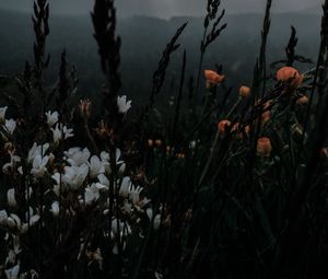 Preview wallpaper flowers, grass, wildlife, plants, dark