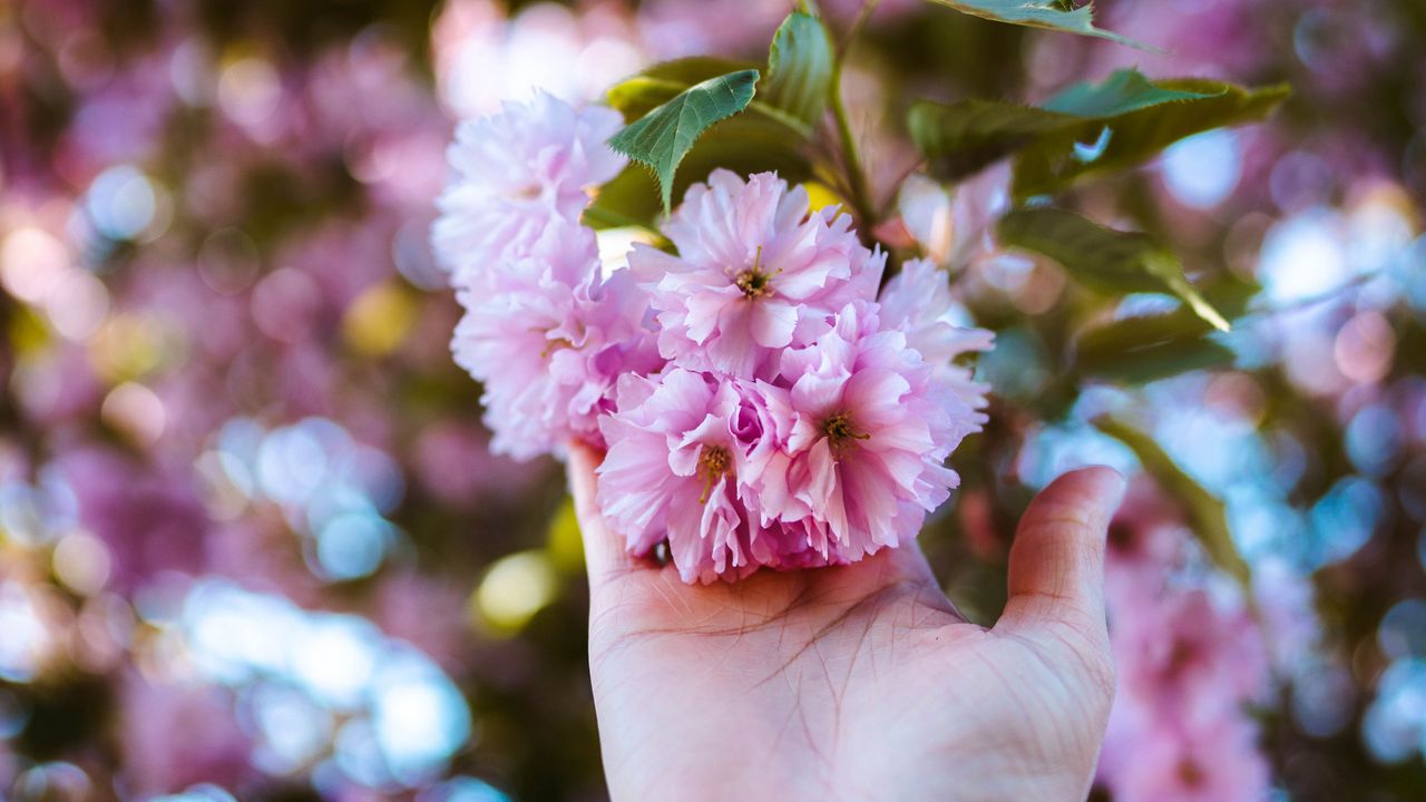 Wallpaper flowers, hand, branch, pink, plant