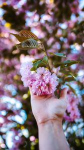 Preview wallpaper flowers, hand, branch, pink, plant