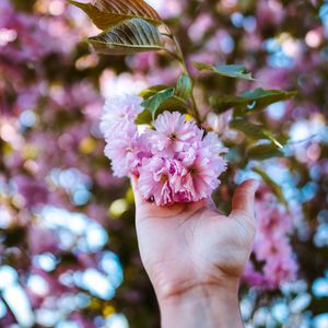 Preview wallpaper flowers, hand, branch, pink, plant