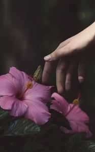 Preview wallpaper flowers, hand, bush