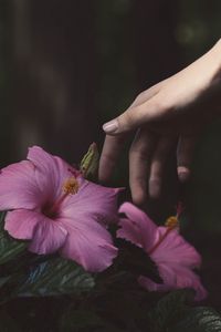 Preview wallpaper flowers, hand, bush