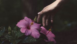 Preview wallpaper flowers, hand, bush