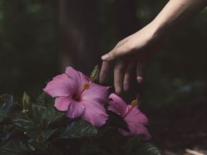 Preview wallpaper flowers, hand, bush