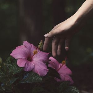 Preview wallpaper flowers, hand, bush