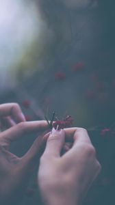 Preview wallpaper flowers, hands, fingers, macro