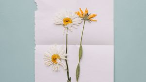 Preview wallpaper flowers, herbarium, dry, stem, plants