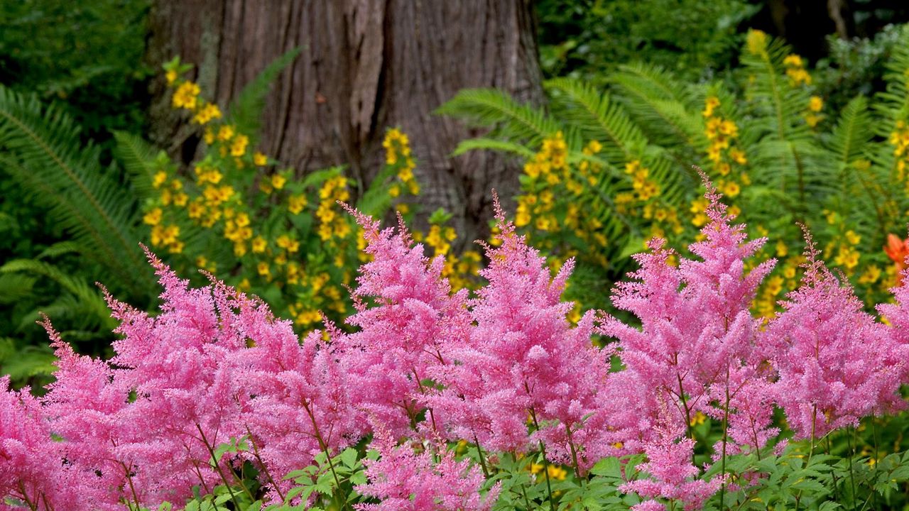 Wallpaper flowers, herbs, flowerbed, park