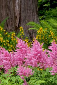 Preview wallpaper flowers, herbs, flowerbed, park