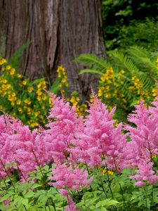 Preview wallpaper flowers, herbs, flowerbed, park