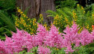 Preview wallpaper flowers, herbs, flowerbed, park