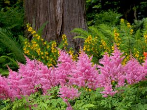 Preview wallpaper flowers, herbs, flowerbed, park