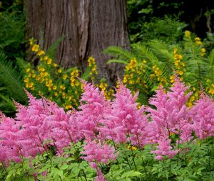 Preview wallpaper flowers, herbs, flowerbed, park