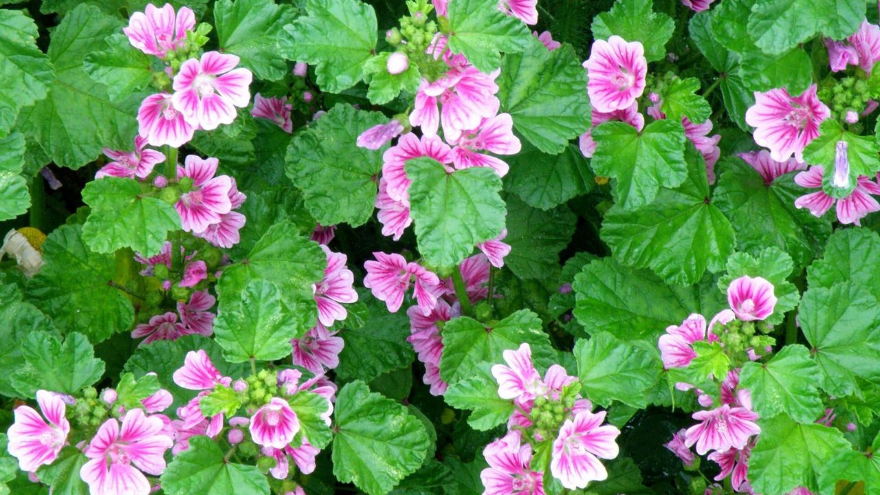 Wallpaper flowers, herbs, flowerbed