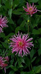 Preview wallpaper flowers, herbs, flowerbed, buds, petals