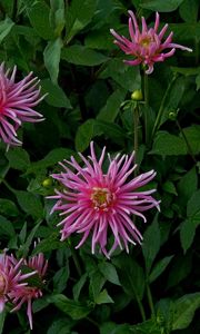 Preview wallpaper flowers, herbs, flowerbed, buds, petals